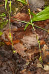 Plantainleaf sedge